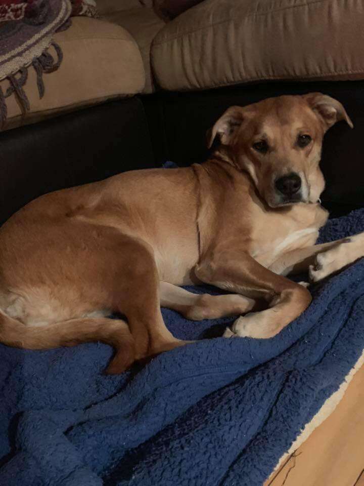 Wall-E the dog surrendered with toys and bed at his new home