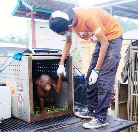 Man holding hand of rescue orangutan