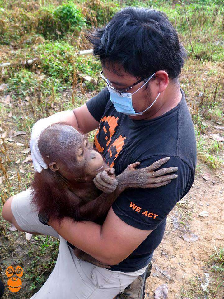 Rescuer holding small orangutan