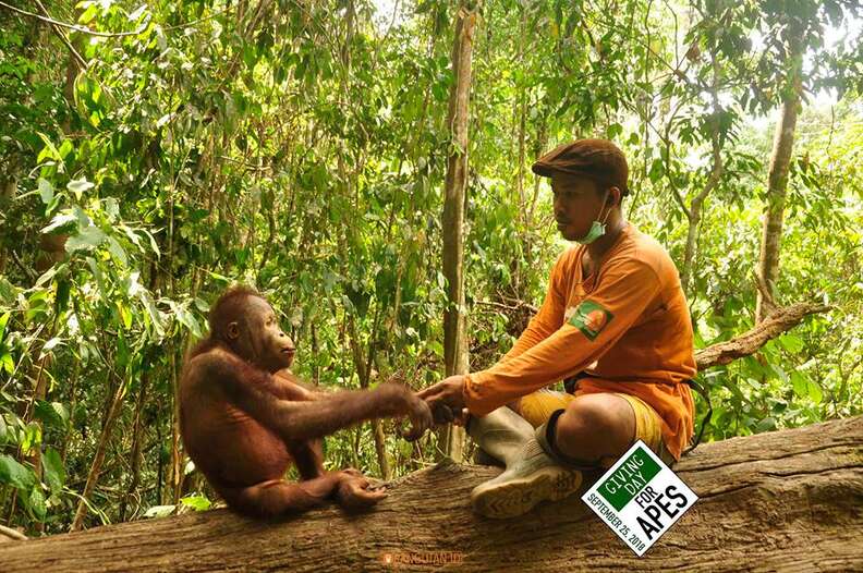 Orangutan sitting on tree with caretaker