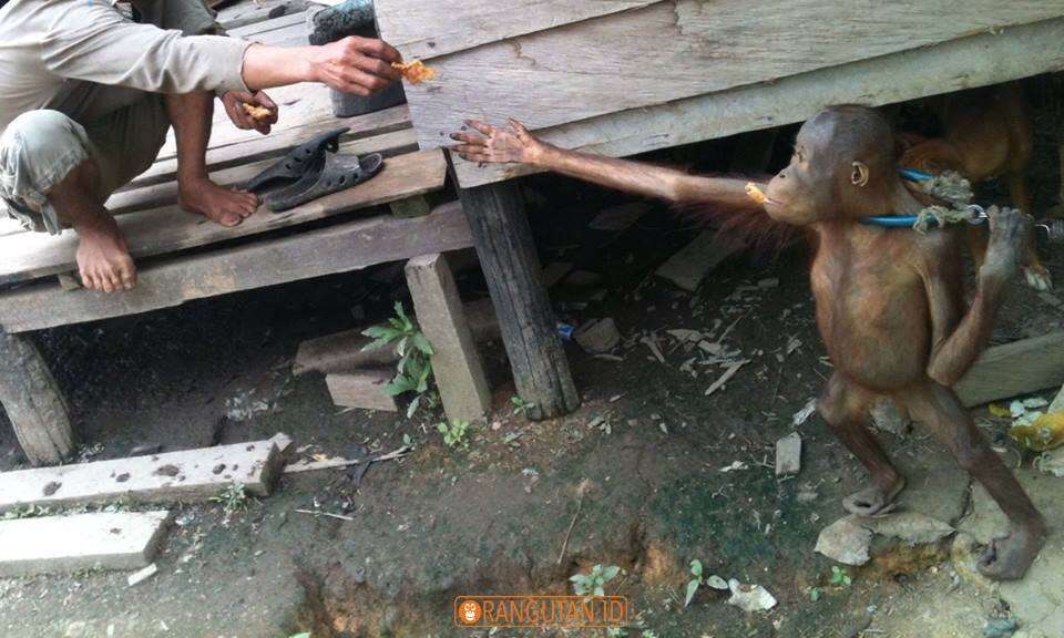 Rescuers handing food to chained orangutan