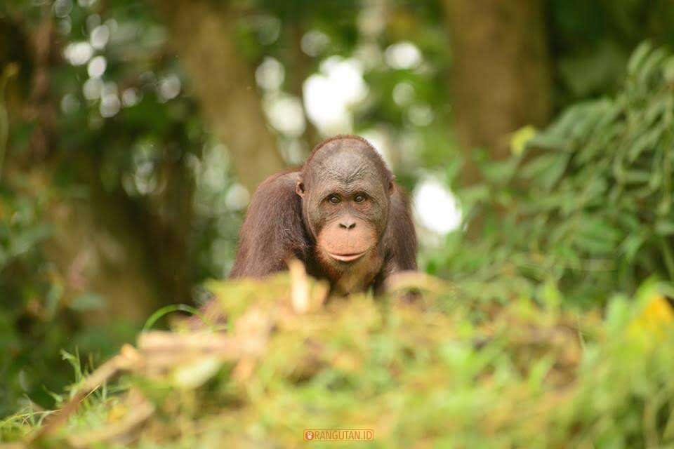 Orangutan in the forest
