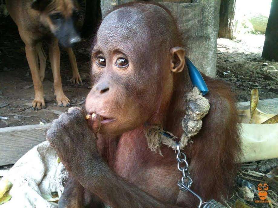 Baby orangutan chained up outside