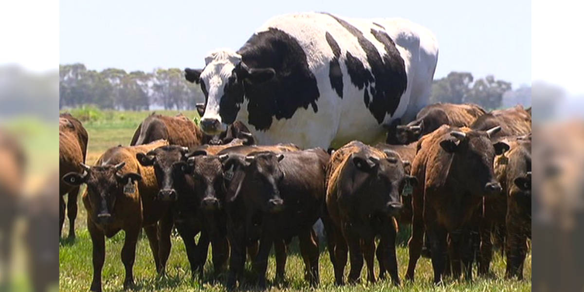 The Sad Truth Behind Knickers The 'Giant' Cow - The Dodo