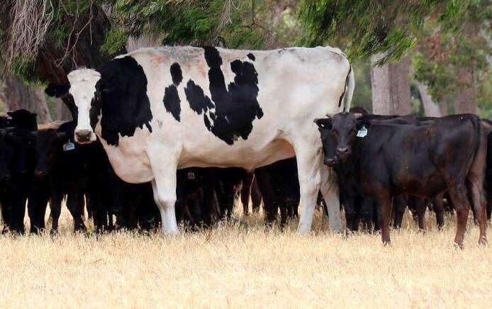 The Sad Truth Behind Knickers The 'Giant' Cow - The Dodo
