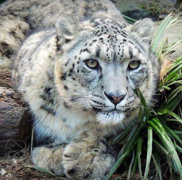 snow leopard shot dead