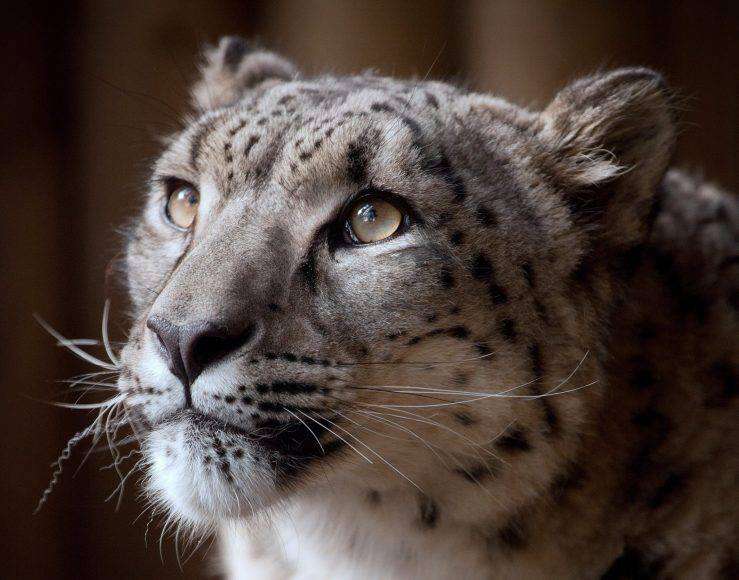 snow leopard death margaash