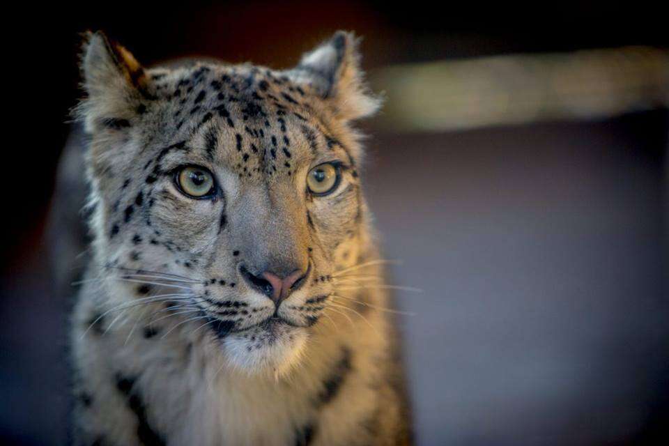 leopard killed zoo england