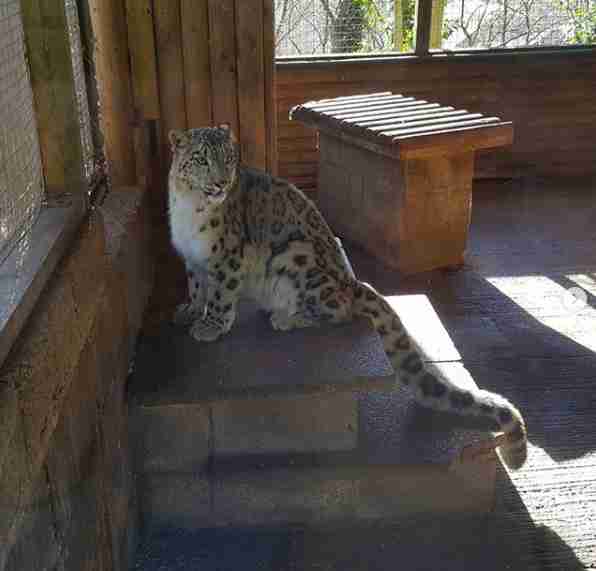 snow leopard escape england