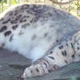 snow leopard shot