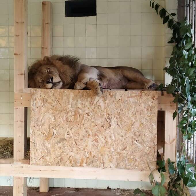 Rescued lion sleeping on platform