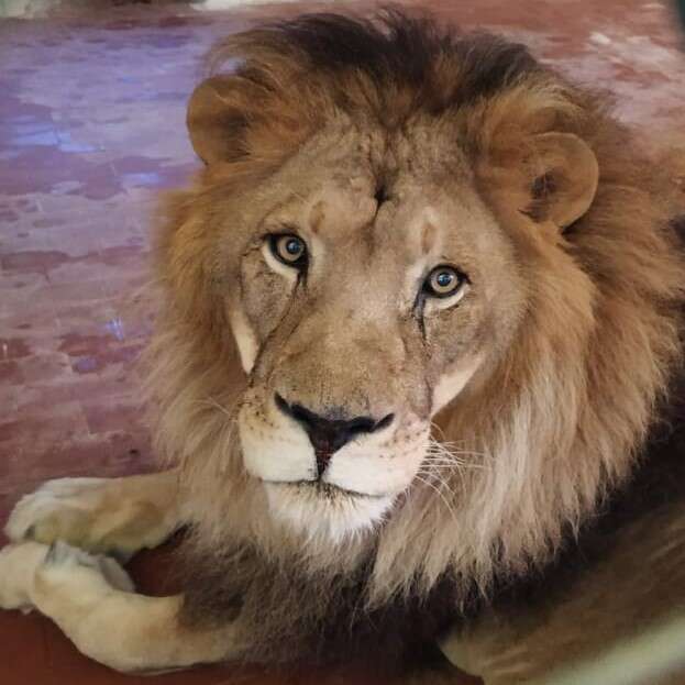 Lion recovering at new facility