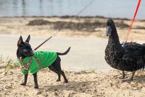 Duck Follows His Dog Best Friend Everywhere 