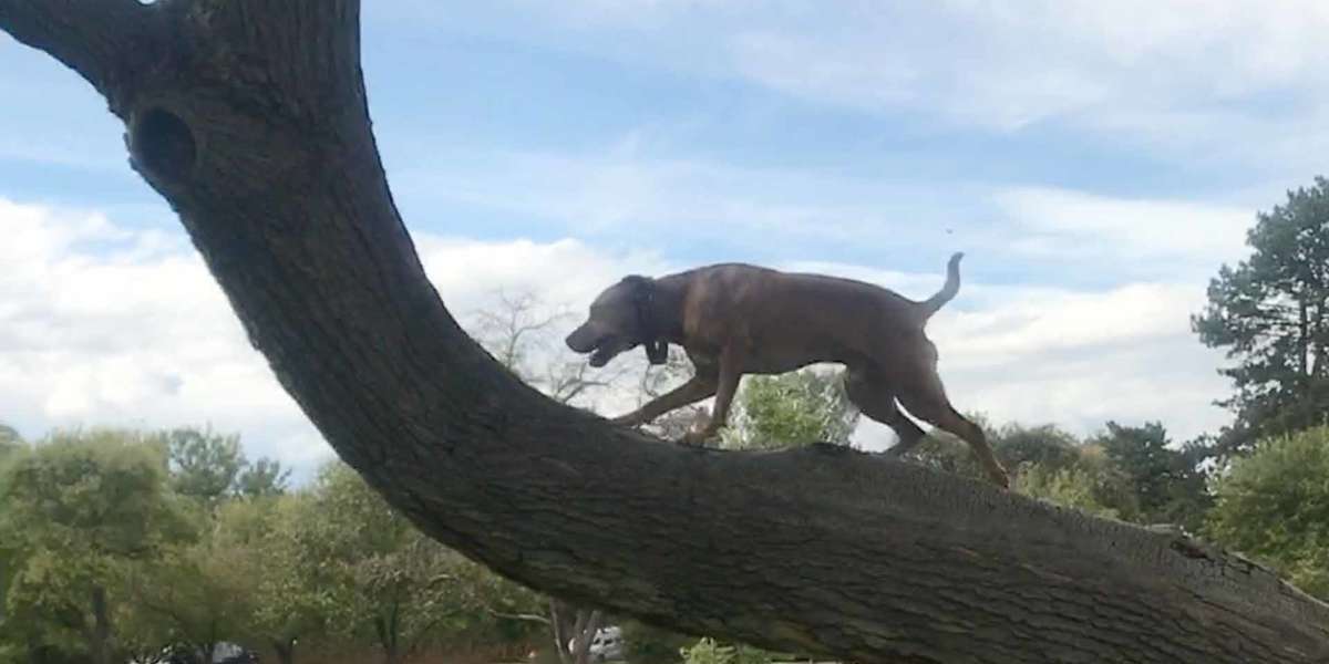 Dog Climbs Trees To Overcome His Anxiety - Videos - The Dodo