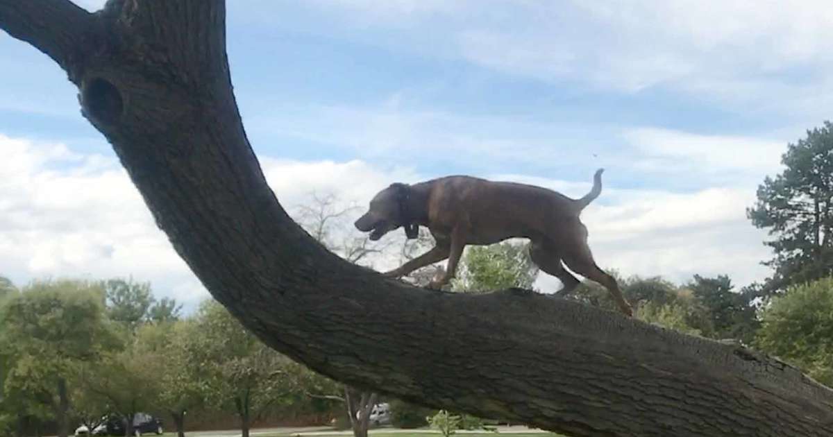 Dog Climbs Trees To His Anxiety Videos The Dodo