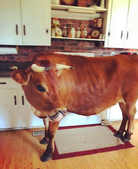 Pet cow a dad gave his family for Christmas