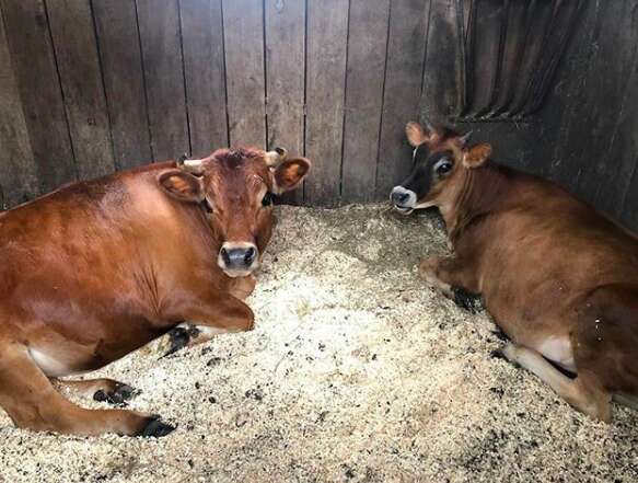 Pet cow a dad gave his family for Christmas