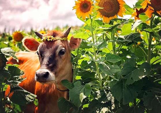 Pet cow a dad gave his family for Christmas