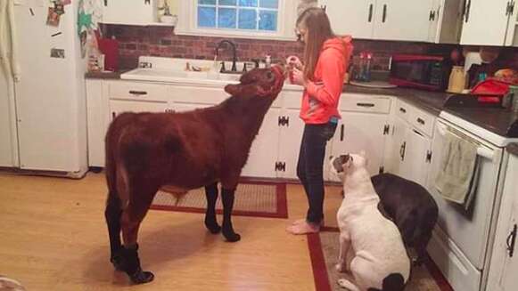 Pet cow a dad gave his family for Christmas