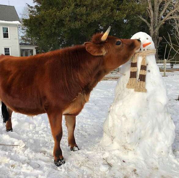 Pet cow a dad gave his family for Christmas