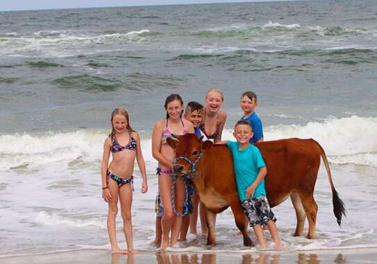 Pet cow a dad gave his family for Christmas