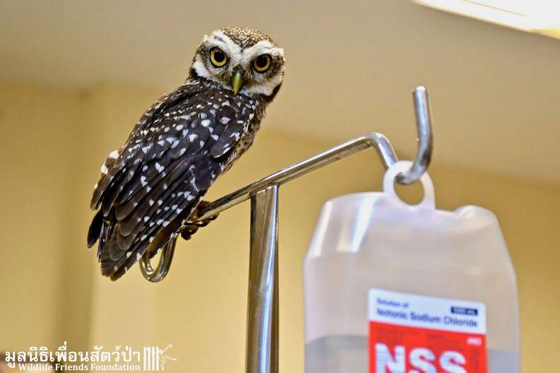 Wild owls caught in fence get help in Thailand