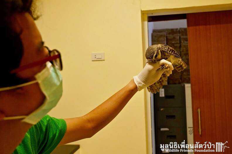 Wild owls caught in fence get help in Thailand