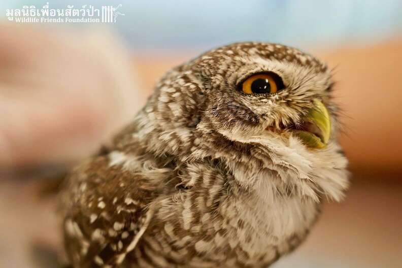 Wild owls caught in fence get help in Thailand