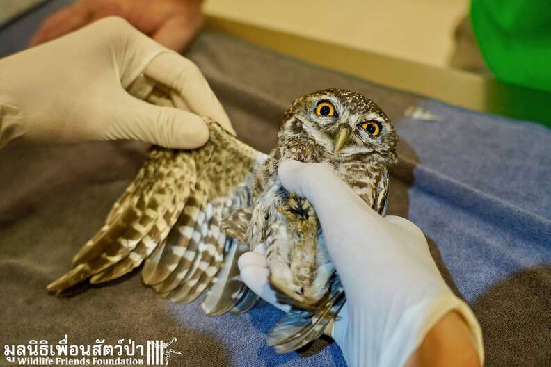 Wild owl with wing caught in fence gets help in Thailand