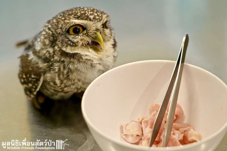 Wild owls caught in fence get help in Thailand