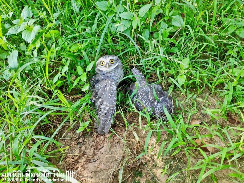 Wild owls caught in fence get help in Thailand