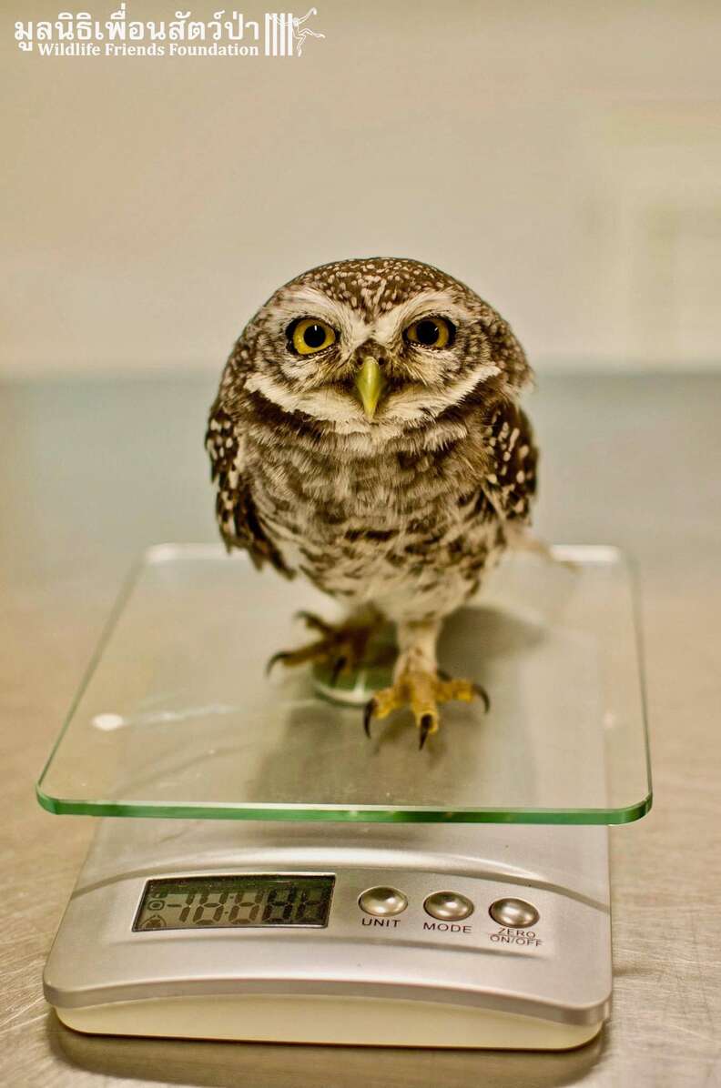 Wild owls caught in fence get help in Thailand