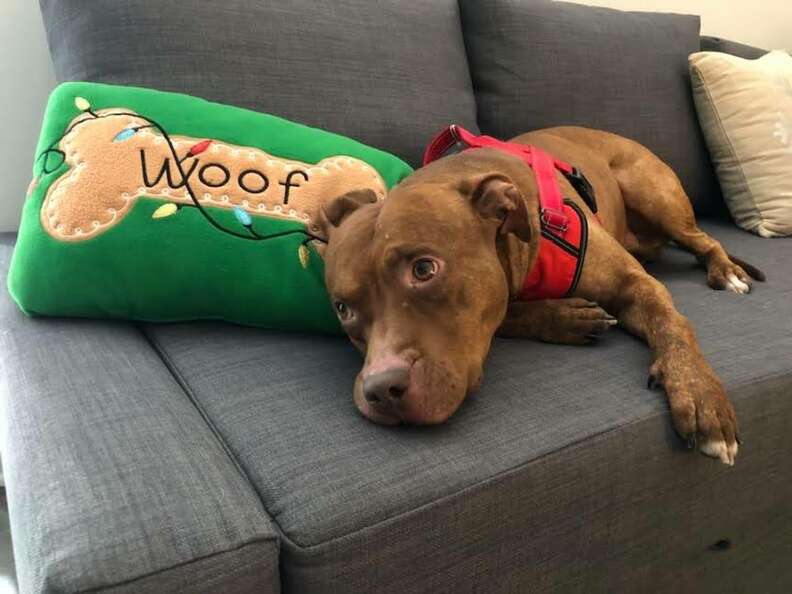 Dog relaxing on couch