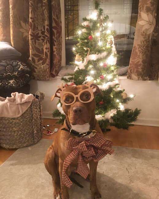 Dog dressed up in Christmas outfit