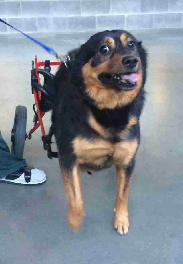 wheelchair dog