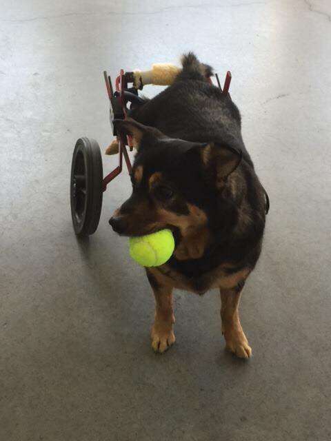 wheelchair dog