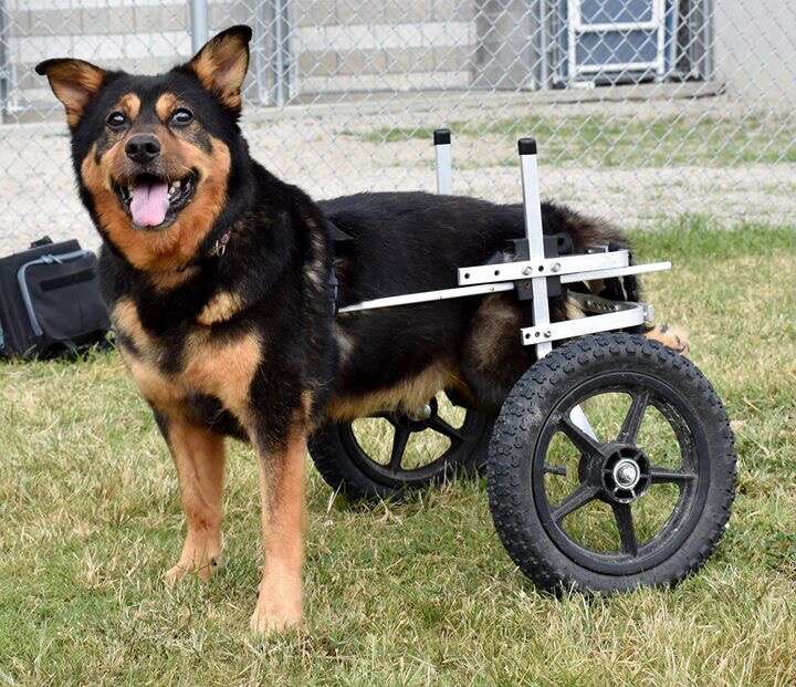 wheelchair dog