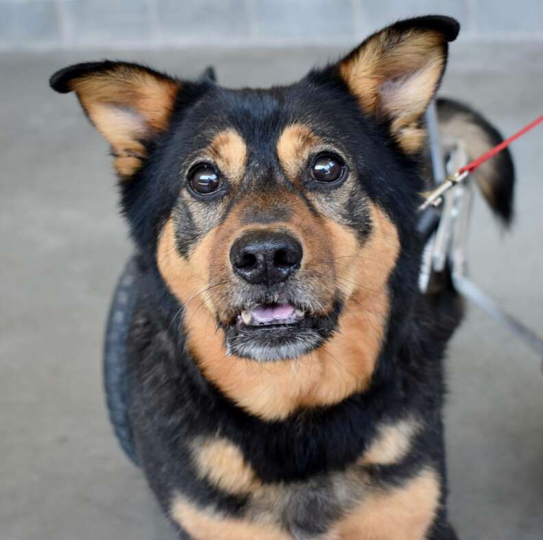 Dog In A Wheelchair Has Been Adopted And Returned 4 Different Times ...