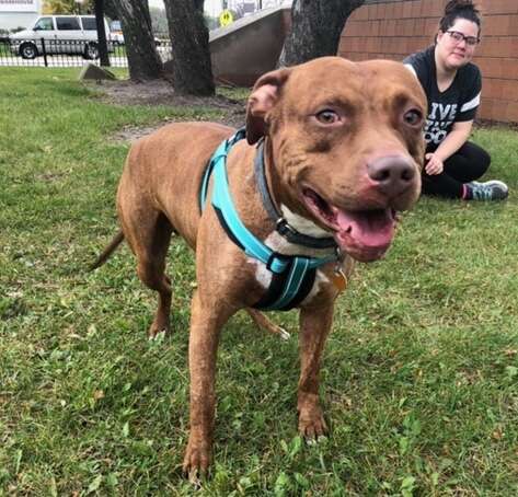 Dog standing on grass