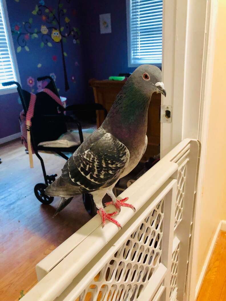 House pigeon