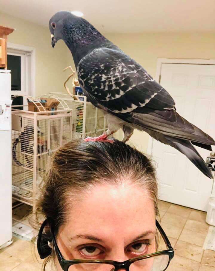 House pigeon standing on rescuer's head