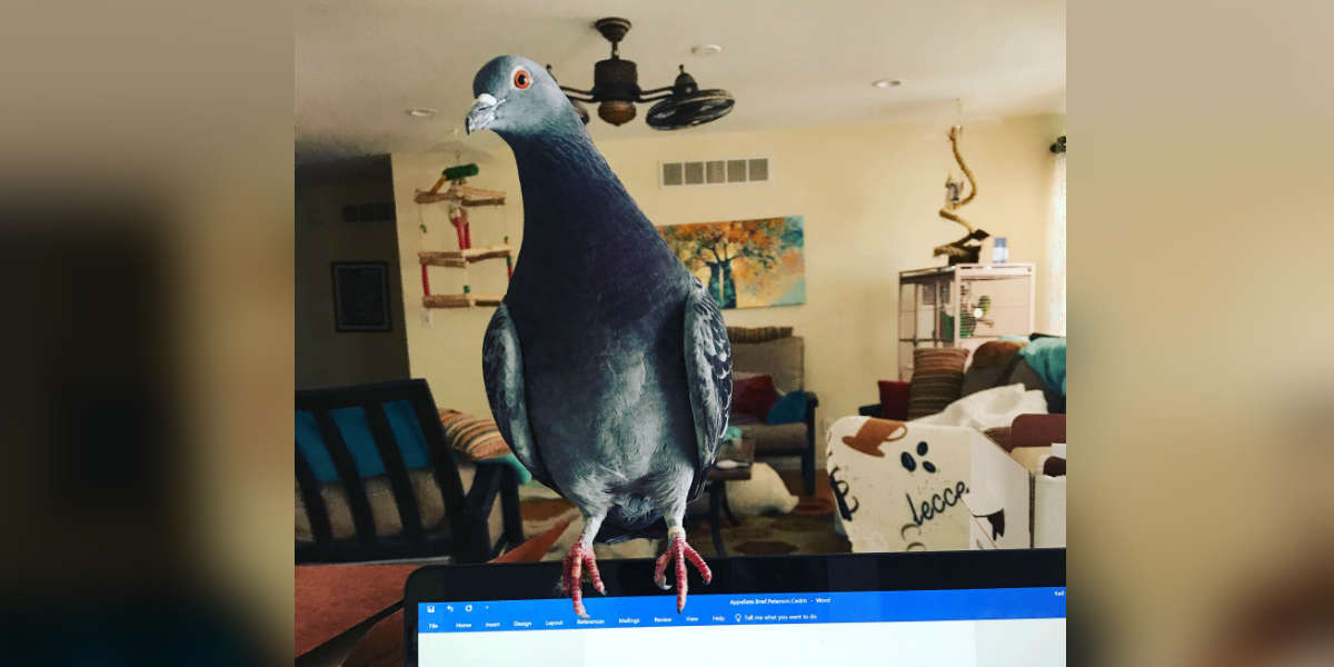 Pigeon Saved As Baby Decides To Become A House Bird The Dodo