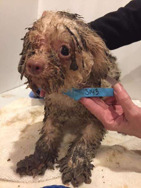 Over 100 Mud Covered Dogs Rescued From New Jersey Puppy Mill The