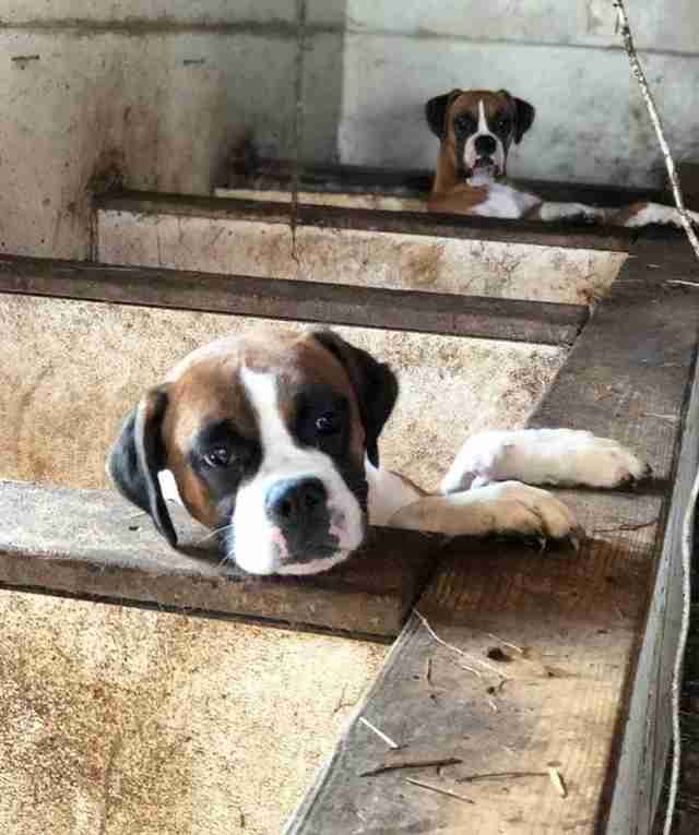 Over 100 Mud Covered Dogs Rescued From New Jersey Puppy Mill The