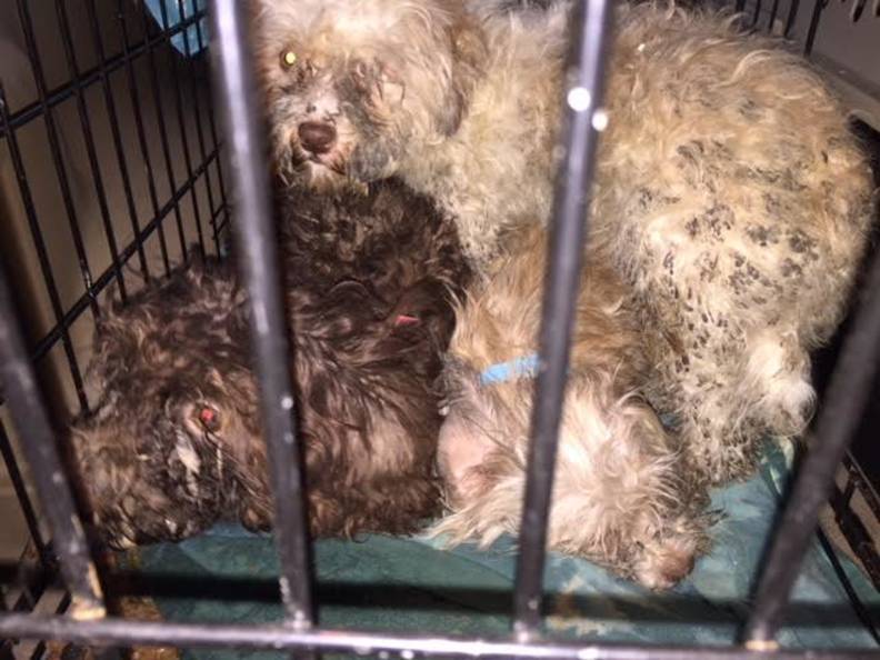 Over 100 Mud Covered Dogs Rescued From New Jersey Puppy Mill The Dodo