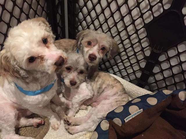 Over 100 Mud Covered Dogs Rescued From New Jersey Puppy Mill The