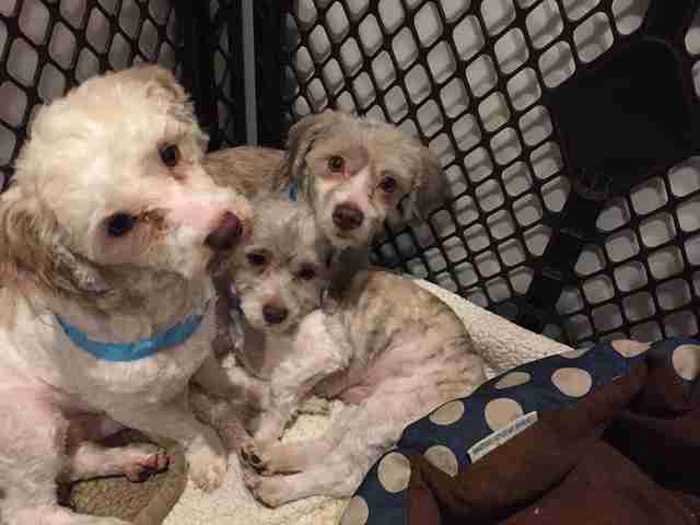 dog rescue new jersey puppy mill