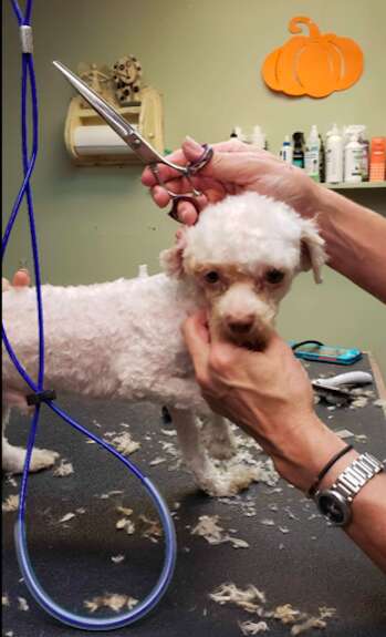 dog rescue puppy mill new jersey