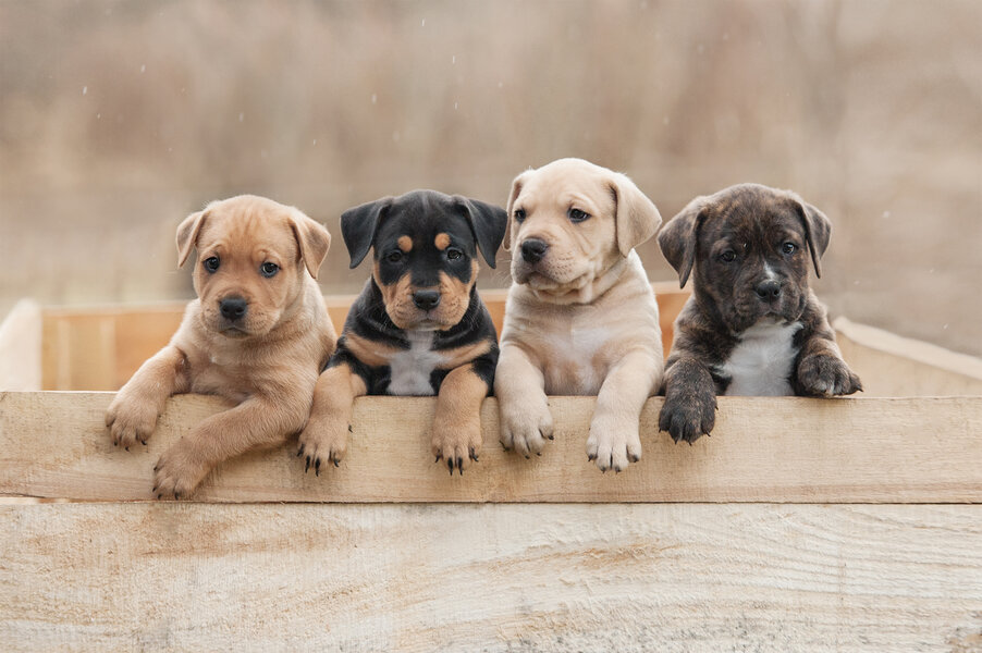 Best male puppy names hot sale 2018