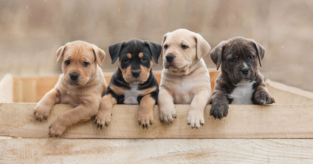 Most Popular Dog Names Of 2018 Top Puppy Names Of The Year